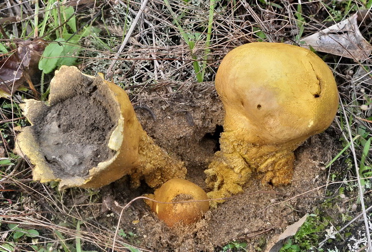 Scleroderma meridionale